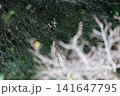 大きな蜘蛛の巣を張るオオジョロウグモ 141647795
