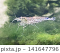 水槽に付いてる藻を食べるミナミヌマエビ 141647796