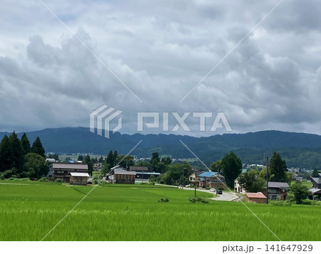 夏の田んぼ 141647929