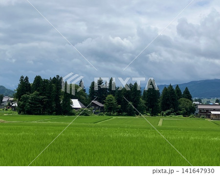 夏の田んぼ 夏の田んぼ 141647930