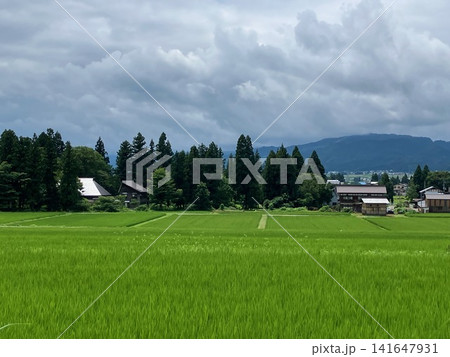 夏の田んぼ 夏の田んぼ 141647931