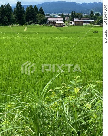 夏の田んぼ 夏の田んぼ 141647934