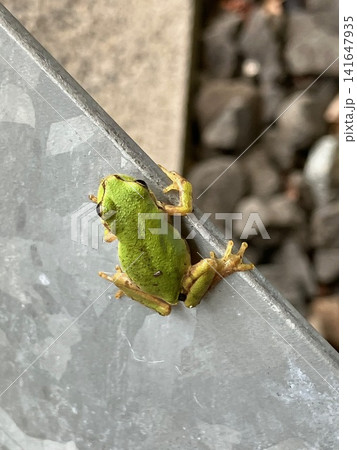 壁に張り付くアマガエル 141647935