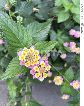 咲き始めた、ピンクのランタナの花 咲き始めた、ピンクのランタナの花 141648224