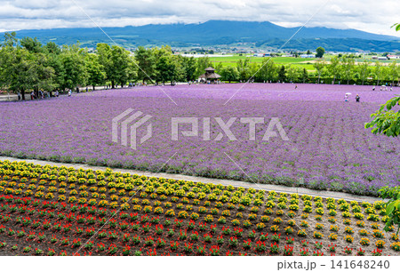 ラベンダーと色とりどりの花に埋め尽くされた富良野の広大なお花畑 ラベンダーと色とりどりの花に埋め尽くされた富良野の広大なお花畑 141648240