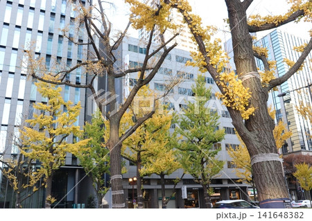 大阪御堂筋の秋の風景 大阪御堂筋の秋の風景 141648382