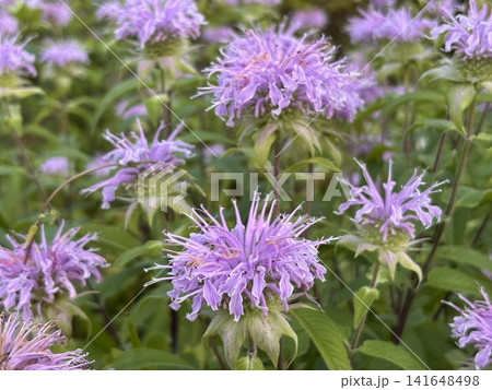モナルダラベンダー タイマツバナ 花畑 モナルダラベンダー タイマツバナ 花畑 141648498