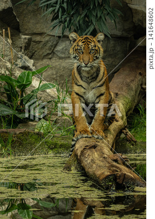 The  young Sumatran tiger Panthera tigris sumatrae. 141648602