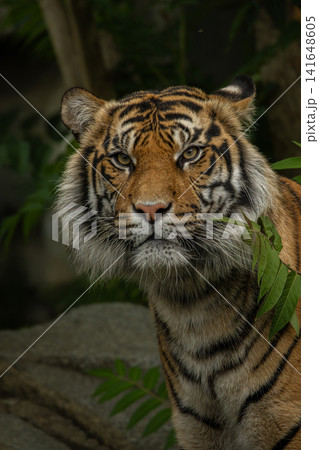 The Sumatran tiger Panthera tigris sumatrae. The Sumatran tiger Panthera tigris sumatrae. 141648605