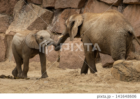 Elephants playing with their trunks Elephants playing with their trunks 141648606