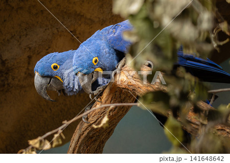 Closeup of two blue Hyacinth macaws Closeup of two blue Hyacinth macaws 141648642