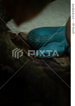 Trimeresurus Insularis White-lipped Island Pit Viper Trimeresurus Insularis White-lipped Island Pit Viper 141648648