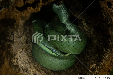 Rhinoceros Ratsnake or Rhynchophis Boulengeri. Rhinoceros Ratsnake or Rhynchophis Boulengeri. 141648649