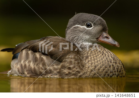The beautiful female Mandarin Duck The beautiful female Mandarin Duck 141648651