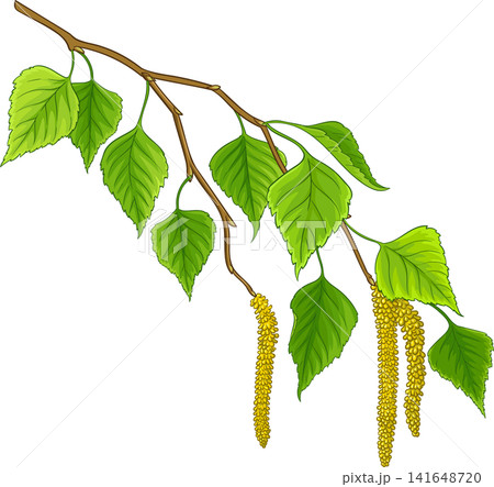 Birch Branch Colored Detailed Illustration 141648720