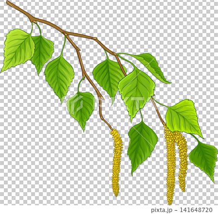 Birch Branch Colored Detailed Illustration 141648720