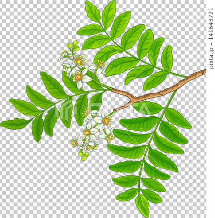 Boswellia Branch Colored Detailed Illustration Boswellia Branch Colored Detailed Illustration 141648721