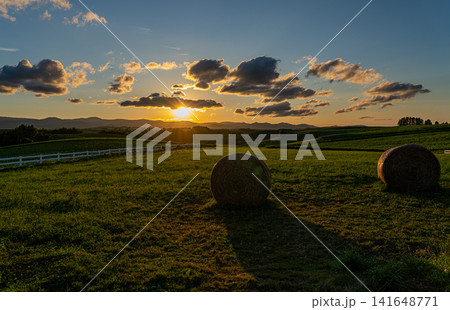 美瑛町新栄の丘の初夏の夕景 美瑛町新栄の丘の初夏の夕景 141648771
