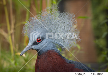 Western crowned pigeon Goura cristata Western crowned pigeon Goura cristata 141648846