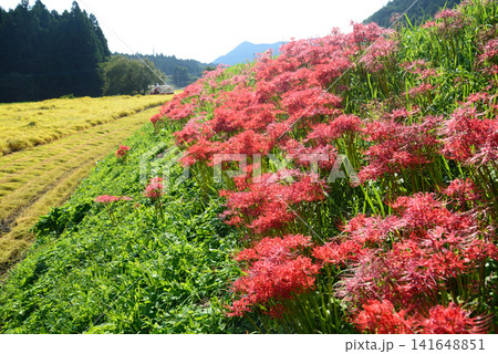 栃木県東山道伊王野簑沢 土手に彼岸花咲くころ秋の田は稲の刈り取りが進む 栃木県東山道伊王野簑沢 土手に彼岸花咲くころ秋の田は稲の刈り取りが進む 141648851