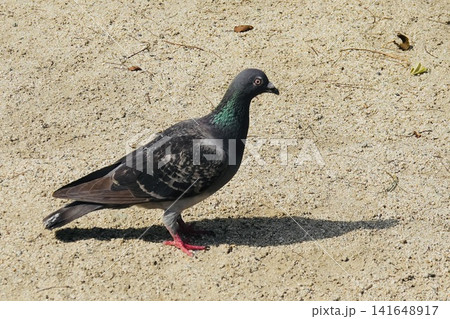 公園の砂地を歩くドバト(カワラバト) 公園の砂地を歩くドバト(カワラバト) 141648917