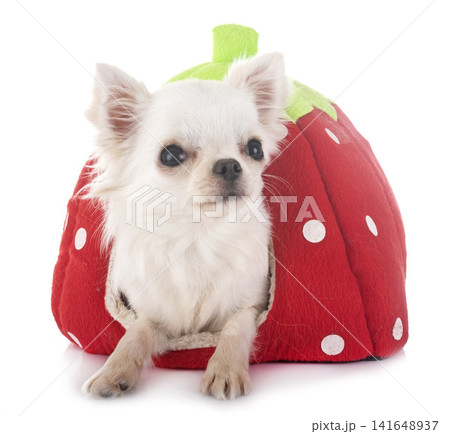 puppy chihuahua in studio puppy chihuahua in studio 141648937