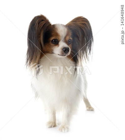 papillon dog in studio papillon dog in studio 141648948