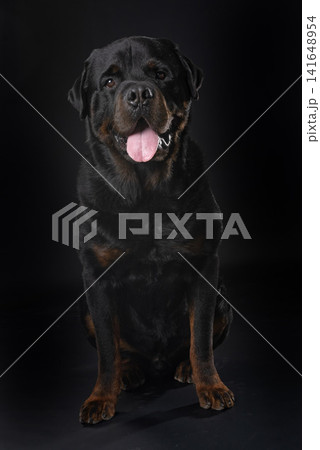 rottweiler in studio rottweiler in studio 141648954