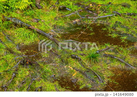 A detailed view of a wet forest floor featuring vibrant green moss, exposed tree roots, and small puddles of water A detailed view of a wet forest floor featuring vibrant green moss, exposed tree roots, and small puddles of water 141649080