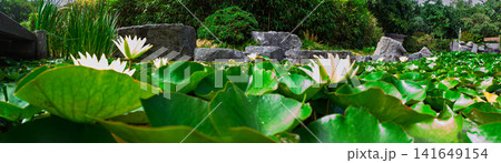 Water Lilies and Lily Pads in a Tranquil Garden Pond with Rocks and Green Foliage Water Lilies and Lily Pads in a Tranquil Garden Pond with Rocks and Green Foliage 141649154