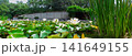 White Water Lilies and Lily Pads in a Tranquil Garden Pond With Reeds and Greenery 141649155