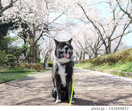 桜並木でごきげんな犬 桜並木でごきげんな犬 141649857
