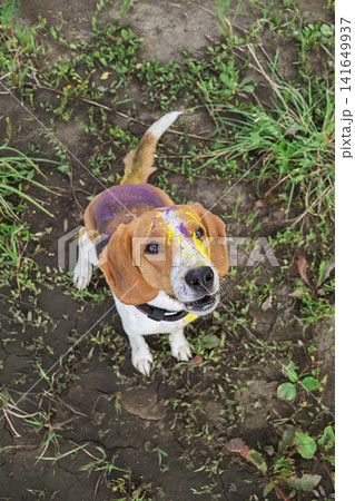 Beagle dog covered in colorful holi powder looking up outside Beagle dog covered in colorful holi powder looking up outside 141649937