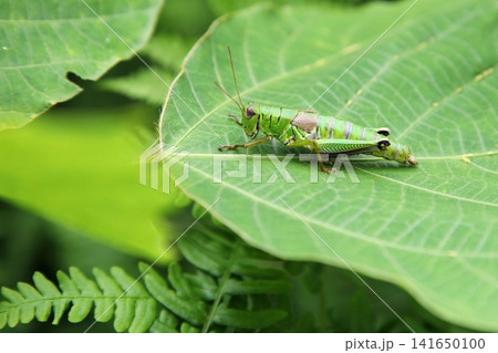 葛の葉に止まるミカドフキバッタの雌の成虫 141650100