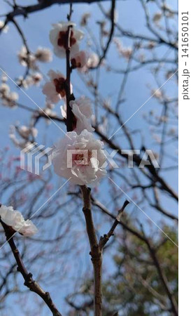 咲き始めた梅の花 咲き始めた梅の花 141650101