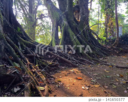 Ancient Mossy Tree Roots in Lush Tropical Forest with Dappled Sunlight on Forest Floor Ancient Mossy Tree Roots in Lush Tropical Forest with Dappled Sunlight on Forest Floor 141650377