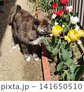 花を匂う子犬 141650510