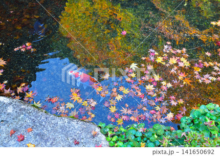 風流 水の上の落葉 鯉 逆さ紅葉 風流 水の上の落葉 鯉 逆さ紅葉 141650692