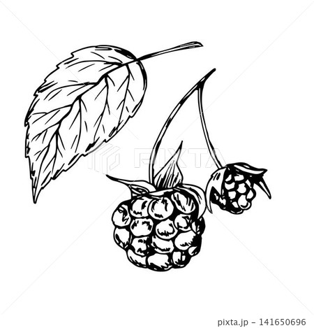 Hand-drawn ink vector illustration in the engraving style. Raspberry branch with leaf isolated on a white background. Forest, garden berries. For label prints, farm organic products. 141650696