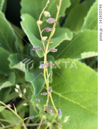 忘れな草　種 141650749