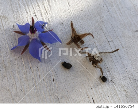 ボリジ 花 種 ボリジ 花 種 141650754