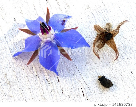 ボリジ 花 種 ボリジ 花 種 141650758