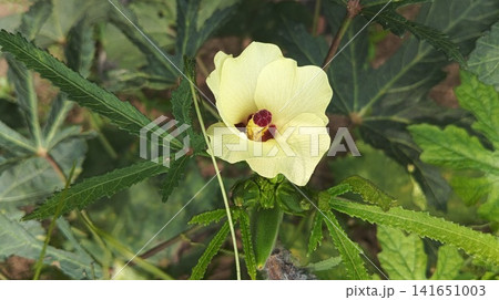 Side profile of a fading yellow okra flower and developing green pod 141651003