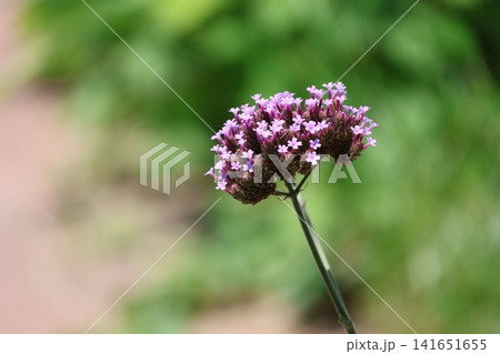 ピンクの小花の集まったヤナギハナガサの花のアップの風景 ピンクの小花の集まったヤナギハナガサの花のアップの風景 141651655