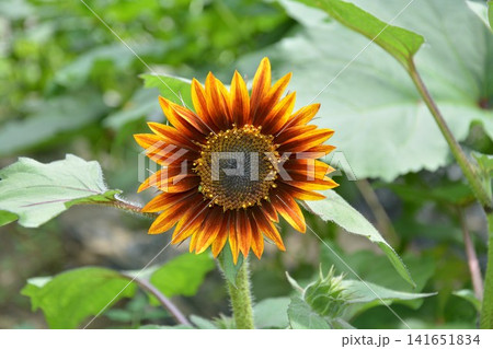 ヒマワリの花 ヒマワリの花 141651834