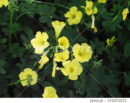 淡い木洩れ日を浴びた黄色いオオキバナカタバミの花（ときわ公園の大黄花片喰） 141652072
