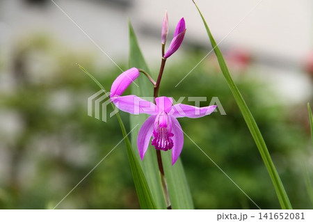 紫蘭の花 141652081