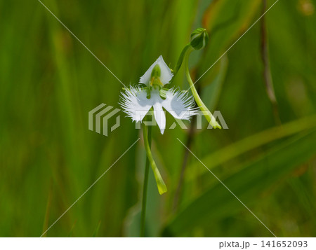 湿地の植物群サギソウ 141652093