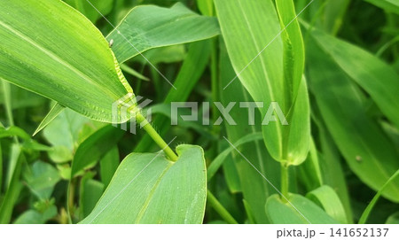 Variegated striped grass leaf and feathery seed head in a meadow Variegated striped grass leaf and feathery seed head in a meadow 141652137