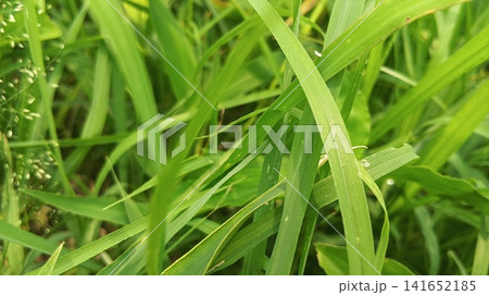 Close-up of fresh green grass blades crisscrossing in a meadow 141652185